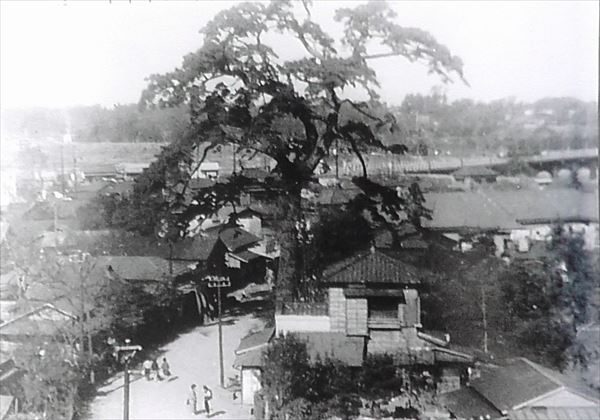 中央に周辺の民家の数倍の高さがある巨大なマツの木が写った写真